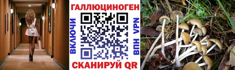 купить наркотики сайты  Зуевка  Галлюциногенные грибы Magic Shrooms 